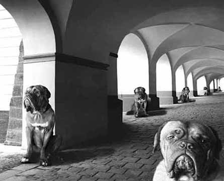 dogs on second guard