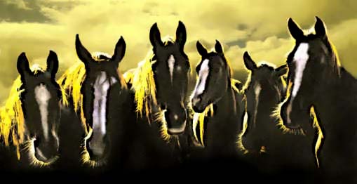 horses