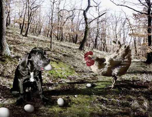 dog chicken forest